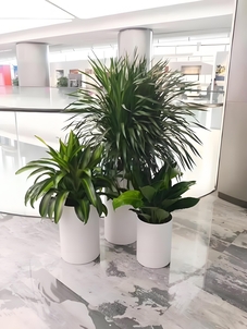 镇海花卉出租公司